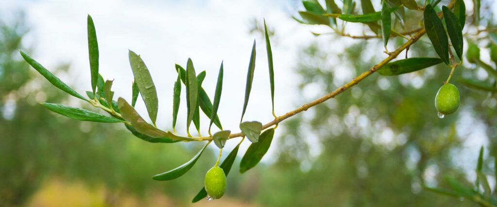 zeytin-aßacç-(2)-1440px